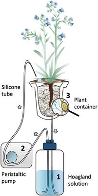 The Arbuscular Mycorrhizal Fungus Rhizophagus irregularis MUCL 41833 Modulates Metabolites Production of Anchusa officinalis L. Under Semi-Hydroponic Cultivation